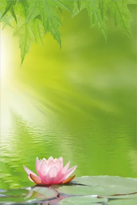 Produktbild von Wallario Poster - Seerose auf dem Wasser, Kunstdruck Größe: 61 x 91,50 cm