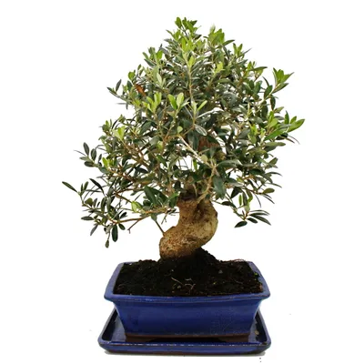 Zdjęcie produktu dla Bonsai - Soliter - Drzewko oliwne - Oliwka - Olea europaea - ok. 17 lat - ok. 50-55 cm wysokosci