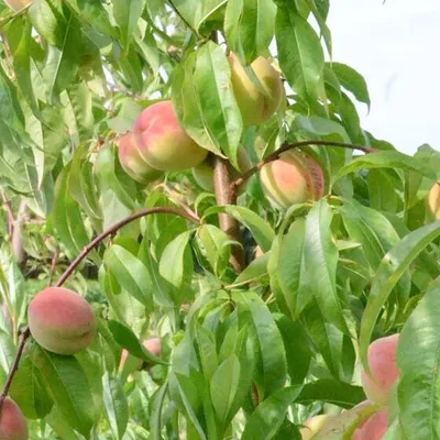 Produktbild von Red Haven Buschbaum