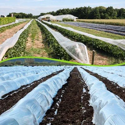 Obrázok produktu pre 3 m x 10 m priehľadná polyetylénová fólia na pestovanie paradajok