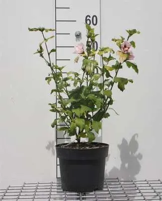 Produktbild von Hibiscus syr. 'Hamabo' - Garteneibisch 40- 60 cm Container