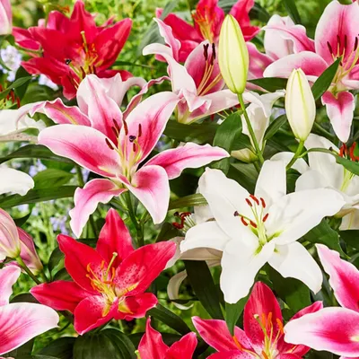 Produktbild von 5x Blumenzwiebeln Orientalische Lilien Bunt gemixte Regenbogenmischung *Frisch geerntet, hoch keimfähig*