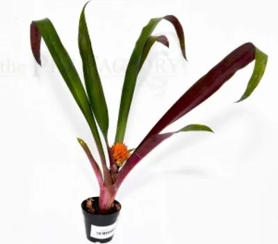 Produktbild von Canistropsis burchellii