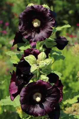 Produktbild von Stockrose, Schwarze - 20 Samen