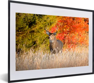 Produktbild von MuchoWow® MuchoWow® Gerahmtes Poster Hirsche - Geweihe - Wald 60x40 cm - Poster mit zchwarzem Bilderrahmen - Schlafzimmer - Plakat in Rahmen - Drucken