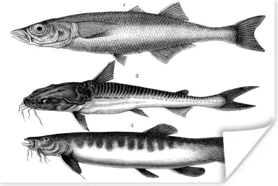 Produktbild von MuchoWow® Poster Eine schwarz-weiße Illustration von drei Fischen 120x90 cm - Wandbild