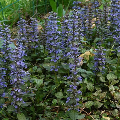 Immagine prodotto di 6 piante di Ajuga reptans (nome comune: "zennegroen"), in vaso da 9 cm x 9 cm