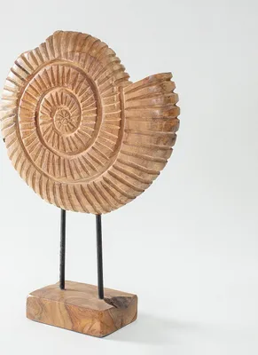 Immagine prodotto di Decorazione fossile 45 cm