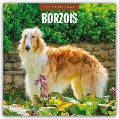 Obrázok produktu pre Borzi – Barsoi – Barzaia – Ruský vlkodav. Kalendár na rok 2027 (formát 16 mesiacov)