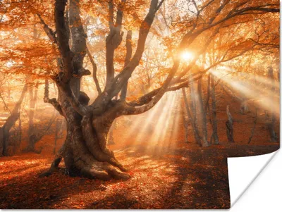 Produktbild von MuchoWow® Poster Baum - Natur - Herbst 120x90 cm - Wandbild