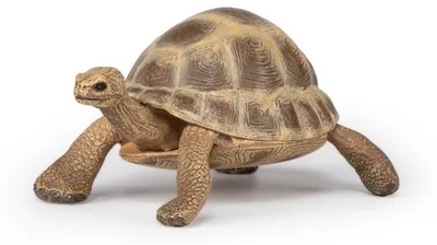 Image de Figurine de jeu Papo Tortue de Hermann