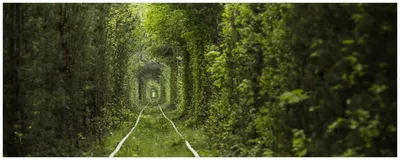 Produktbild von Wallario Küchenrückwand selbstklebend, Größe: 115 x 50 cm, Motiv: Verwunschener Tunnel aus Bäumen | Spritzschutz | abwischbar | pflegeleicht | in