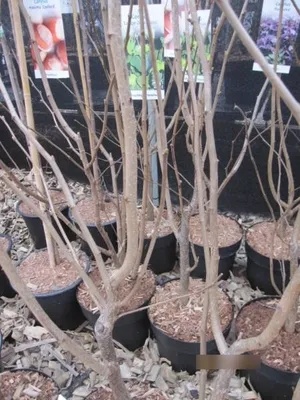 Produktbild von Corylus avellana Englische Riesen - Haselnuss - 60-80