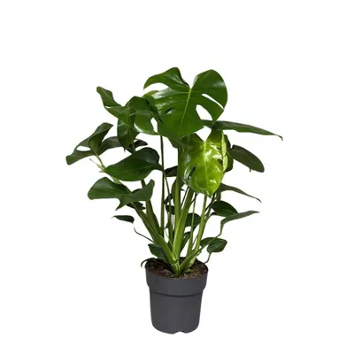 Produktbild von Monstera deliciosa 40cm Zimmerpflanze