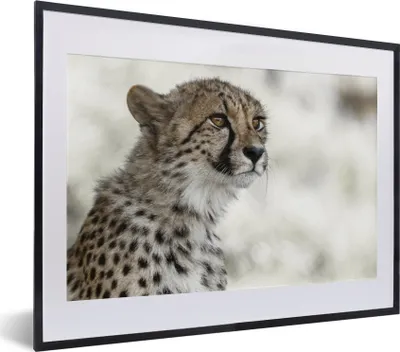 Produktbild von MuchoWow® MuchoWow® Gerahmtes Poster Junger Gepard im Schnee 40x30 cm - Poster mit zchwarzem Bilderrahmen - Bilderrahmen - Poster im Rahmen