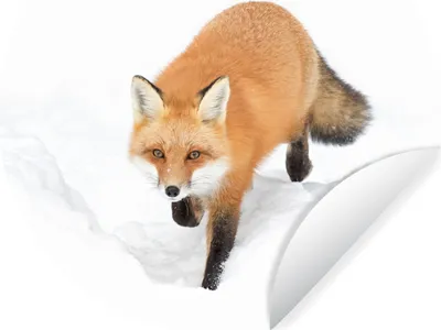 Produktbild von MuchoWow® Runde Wandtattoo - Wandsticker Tapete Aufkleber Fuchs - Schnee - Winter Ø 50 cm Selbstklebend und Repositionierbar - Wandaufkleber - Kreis - Wand Kreis - Wand Bild - Foto Tapete - Selbstklebende - Wohnzimmerdekoration - Wand Dekoration - Kinderzimmer