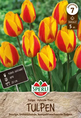 Produktbild von SPERLI Einfache Frühe Tulpe Flair Tulipa hybrids 5 Zwiebeln