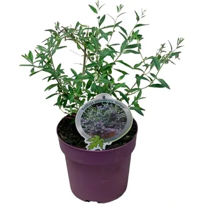 Immagine prodotto di Buddleja alternifolia 'Unique' - Lillà estivo pendente, cespuglio delle farfalle, 20-30 cm, pianta fiorita di facile manutenzione per giardino e patio