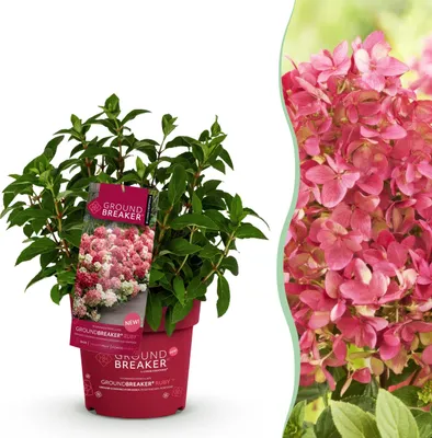Produktbild von Hydrangea panniculata Groundbreaker Ruby - Hortensie - Winterhart - Rot - 20-25cm - Ø14cm - Gartenpflanze
