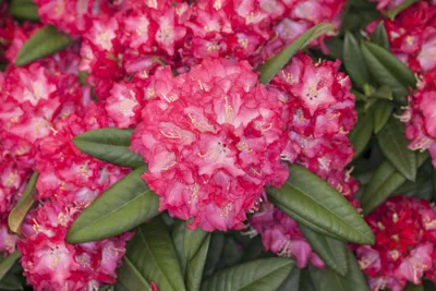 Produktbild von Rhododendron Hybr. 'Nofretete', rosa Blüten, 40–50 cm