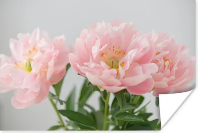 Produktbild von MuchoWow® Poster Blumenstrauß aus rosa Pfingstrosen 30x20 cm - Plakate - Print
