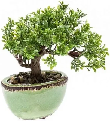Produktbild von künstlicher Bonsai FICUS im Keramik Topf H. 19cm grün Emerald
