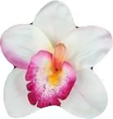 Image de Satin-Orchideencreme und Burgunderrot, 1 Stk.