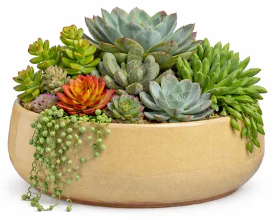 Imagen del producto de Mica Decorations: Maceta / Jarra decorativa "Venecia" - beige - Terracota - 34 cm de diámetro x 16,5 cm de altura