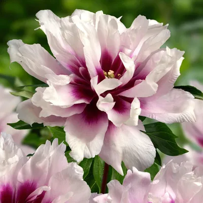 Imagen del producto de Pfingstrosas resistentes al invierno, variedad "Itoh Pink Passion" - 1 planta - grandes híbridos de peonía - planta perenne - plantas de Holanda para jardín y maceta (no semillas, ni bulbos, ni artificiales) (rosas)