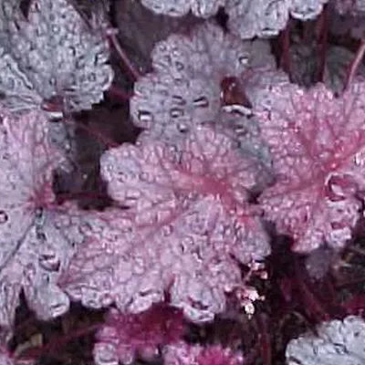 Produktbild von 6 x Silberglöckchen  - Heuchera 'Plum Pudding'  | Topf 9cm x 9cm