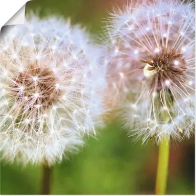Produktbild von ARTland Poster Pusteblume Zweisamkeit Größe: 50x50 cm