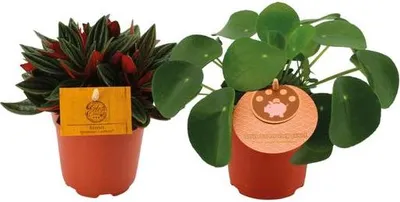 Produktbild von Peperomia Duo Rosso und Pilea Peperomioides 2 Pflanzen Ø10.5cm 15cm hoch Deko