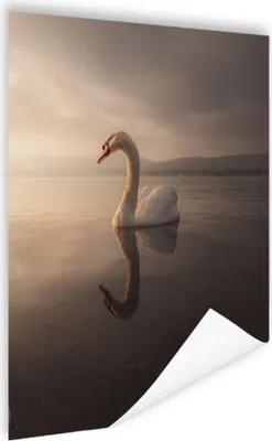 Produktbild von MuchoWow® Poster Schwan - Wasser - Wolken 90x120 cm - Wohnzimmer