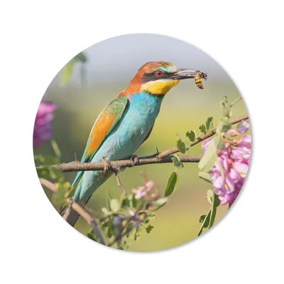 Produktbild von MuchoWow® Mauspad Mousepad Vogel - Bienenfresser - Blumen 50x50 cm - Mousepads - Maus Mat - Pad - Mausunterlage - Vinyl