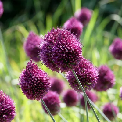 Produktbild von Green boutiQ - 100x Allium Sphaerocephalon - Kugellauch - Lila - Sommerblüher - Zwiebelgröße 5/6