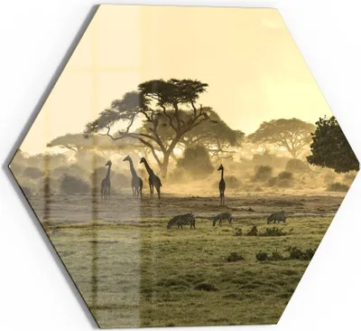 Produktbild von DEQORI Glasbild Echtglas 55x48 cm 'Savanne am Abend' Wandbild Bild modern Deko