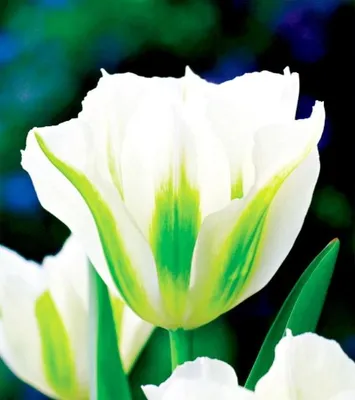 Obrázok produktu pre Tulipány Kvetinové cibuľky Cibuľky Kvety Viridiflora Tulipán jarná zelená 5 ks.