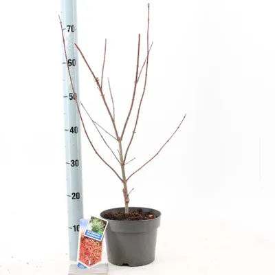 Produktbild von Acer pal. 'Jerre Schwartz' - Fächerahorn | 60-70 cm im Topf