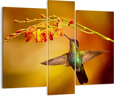 Produktbild von Bild auf Leinwand - Leinwandbild - Kolibri Vogel Sommer - 95x80cm - Wand Bild - Wanddeko - Leinwanddruck - Bilder - Kunstdruck - Wanddekoration - Leinwand bilder - Wandkunst - CB95x80-3490