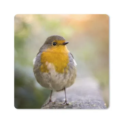Produktbild von MuchoWow® Mauspad Mousepad Vögel - Rotkehlchen - Baum 20x20 cm - Mousepads - Maus Mat - Pad - Mausunterlage - Desk Mat - Bureauartikeln