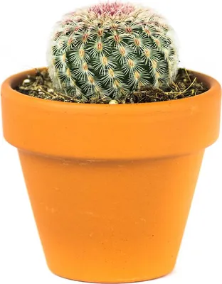 Obrázok produktu pre Gardners Echinocereus Rubrispinus, priemer 6 cm