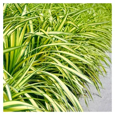 Produktbild von Ziergräser - Carex oshimensis Evergold - Gelb & Grün - Immergrün - Winterhart - 40-50 cm - Ø 17 cm - Gartenpflanze