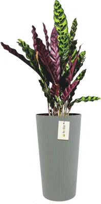 Obrázek produktu pro Kulatý květináč Ø 30 cm V 57,5 cm Šedý elegantní vysoký pruhovaný