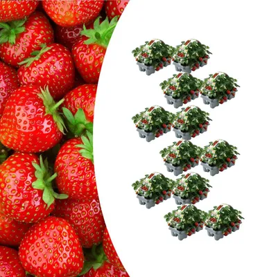 Image de Lot de 72 plants de fraisiersFragaria, résistants au froid, pour le jardin, le balcon ou la terrasse ; cultivez vous-même de délicieuses fraises ; faciles d'entretien ; plantes comestibles pour