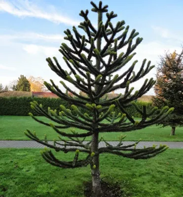 Produktbild von Andentanne, 20-30 cm, Cont. 3 l