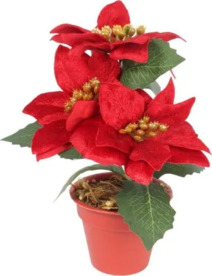 Immagine prodotto di Bouquet di POINSECHE BELLISSIME in vaso da 20 cm COLORE ROSSO