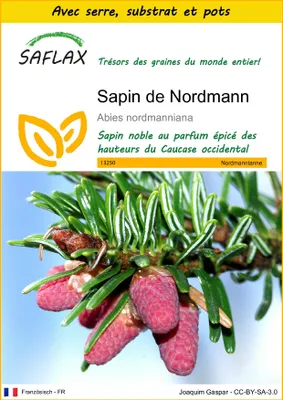 Image de SAFLAX Ensemble de culture - Sapin de Nordmann - 20 graines - Abies
