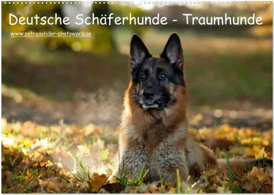 Produktbild von Deutsche Schäferhunde - Traumhunde (Wandkalender 2025 DIN A2 quer), CALVENDO Monatskalender