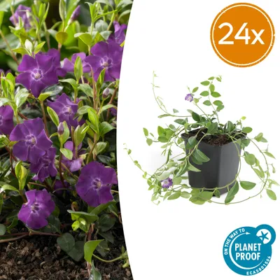 Immagine prodotto di Vinca minor 'Atropurpurea', | 24 pezzi - 10-25cm - Ø9cm - Pianta da giardino