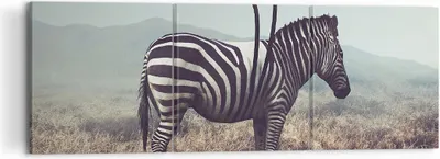 Produktbild von Bild auf Leinwand - Leinwandbild - Zebra Tier Wiese - 120x40cm - Wand Bild - Wanddeko - Wandbilder - Leinwanddruck - Bilder - Kunstdruck - Wanddekoration - Leinwand bilder - Wandkunst - CA120x40-3959